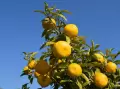 خواص نارنج برای پوست