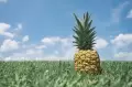 خواص آناناس برای سرماخوردگی و پوست