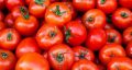 خواص گوجه فرنگی برای کاهش وزن