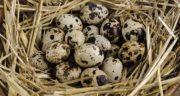 خواص و مضرات تخم بلدرچین ، 10 خاصیت تخم بلدرچین برای سلامتی بدن