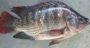 خواص و مضرات ماهی تیلاپیا ، 11 خاصیت ماهی تیلاپیا برای سلامتی بدن