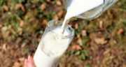 خواص و مضرات شیر ، 25 خاصیت شیر برای درمان بیماری ها و سلامتی بدن