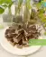 طرز تهیه شیرینی میکادو شکلاتی مجلسی و بازاری با آرد نخودچی