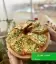 طرز تهیه تست پنیری ساده، فوری و خوشمزه با سبزیجات در تابه