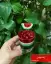 طرز تهیه ژله لیوانی چند رنگ شیک و مجلسی با میوه مخصوص شب یلدا