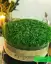 طرز تهیه سبزه عید با عدس فوری و آسان و ارزان + فیلم آمورشی
