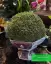 طرز تهیه سبزه خاکشیر فوری 4 روزه در بشقاب، کوزه سفالی برای عید نوروز