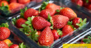 روش نگهداری توت فرنگی در یخچال و فریزر + روش شستن توت فرنگی