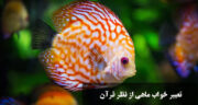 راز تعبیر خواب ماهی از نظر قرآن، حضرت یوسف، ابن سیرین و امام صادق