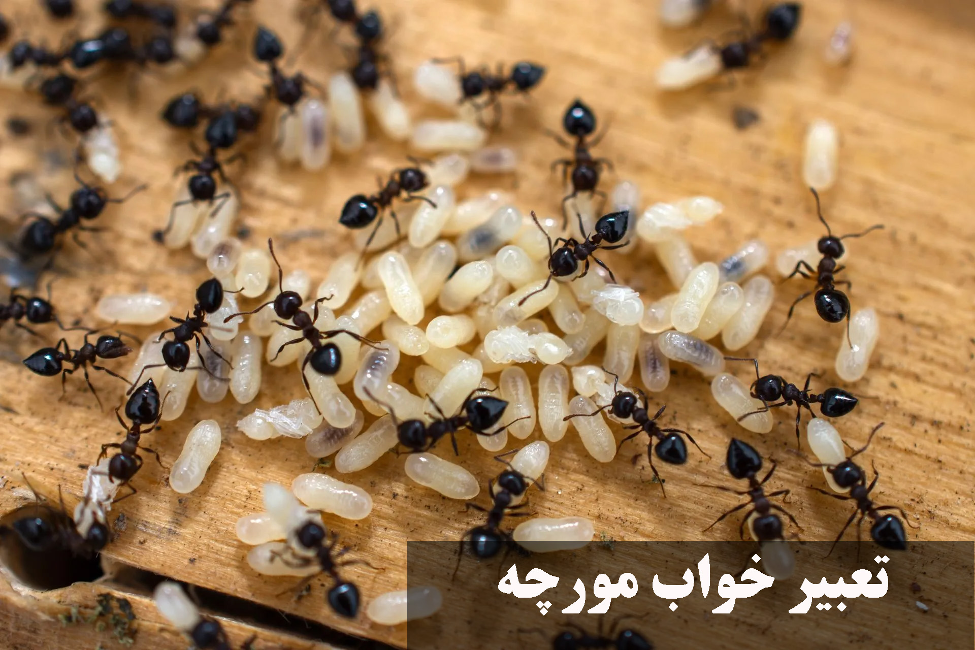 تعبیر خواب مورچه