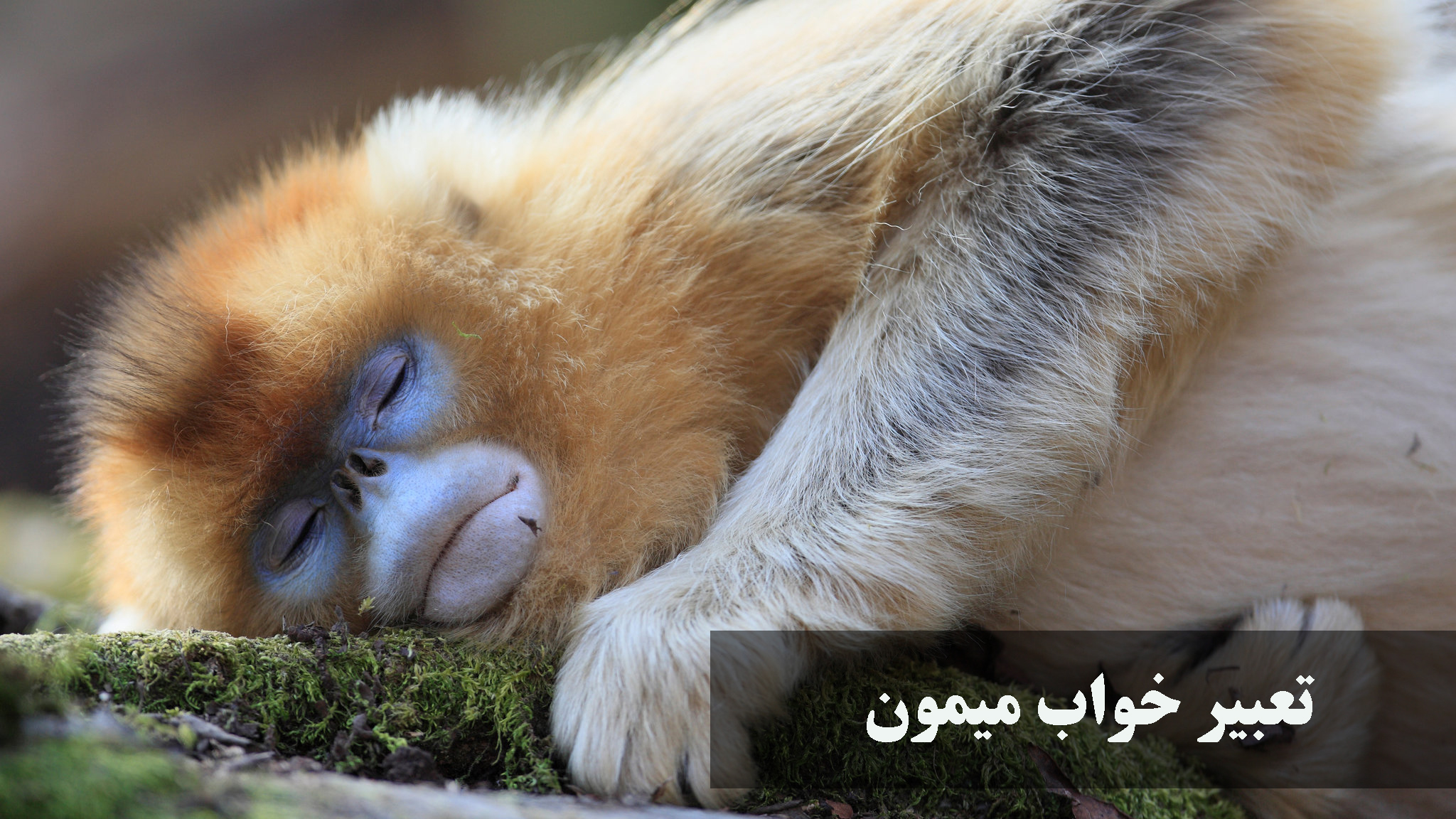 تعبیر خواب میمون از نظر ابن سیرین و حضرت یوسف: میمون در خانه، قهوه‌ای و سیاه
