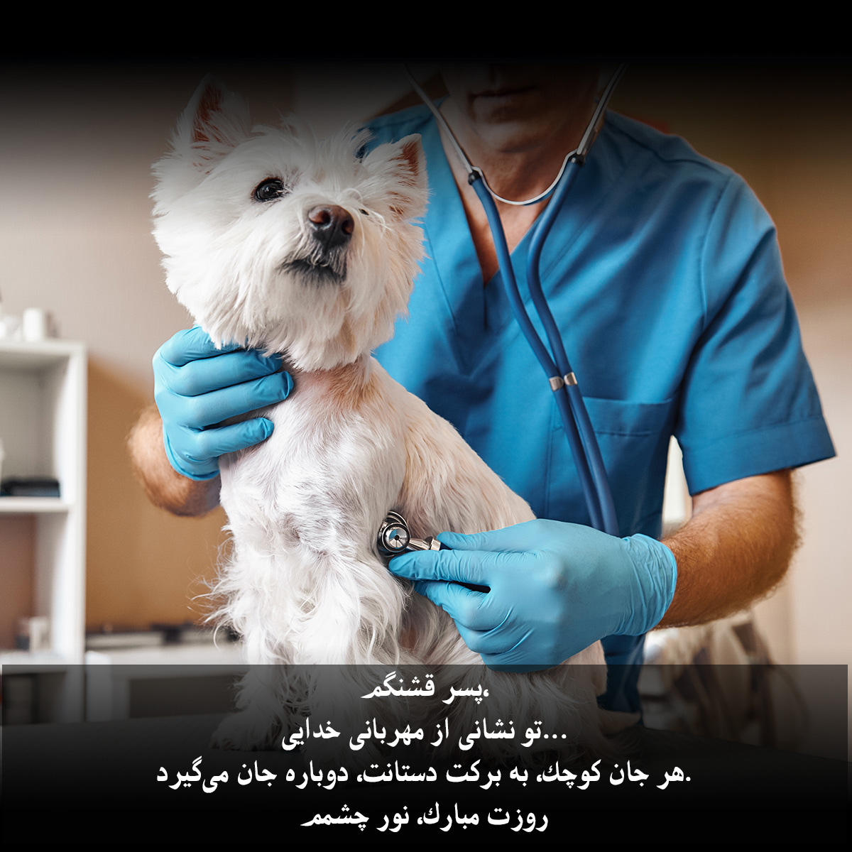 تبریک روز دامپزشک به پسرم