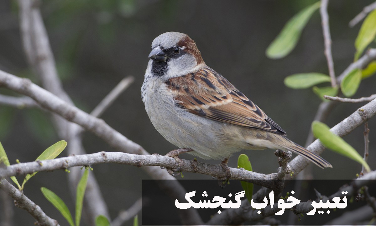 تعبیر خواب گنجشک
