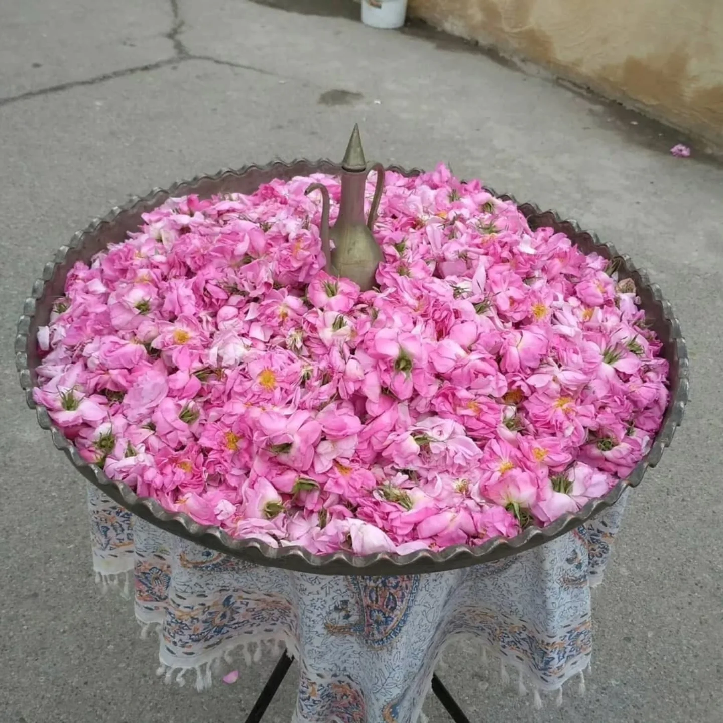 علت زرد شدن گل محمدی خشک شده