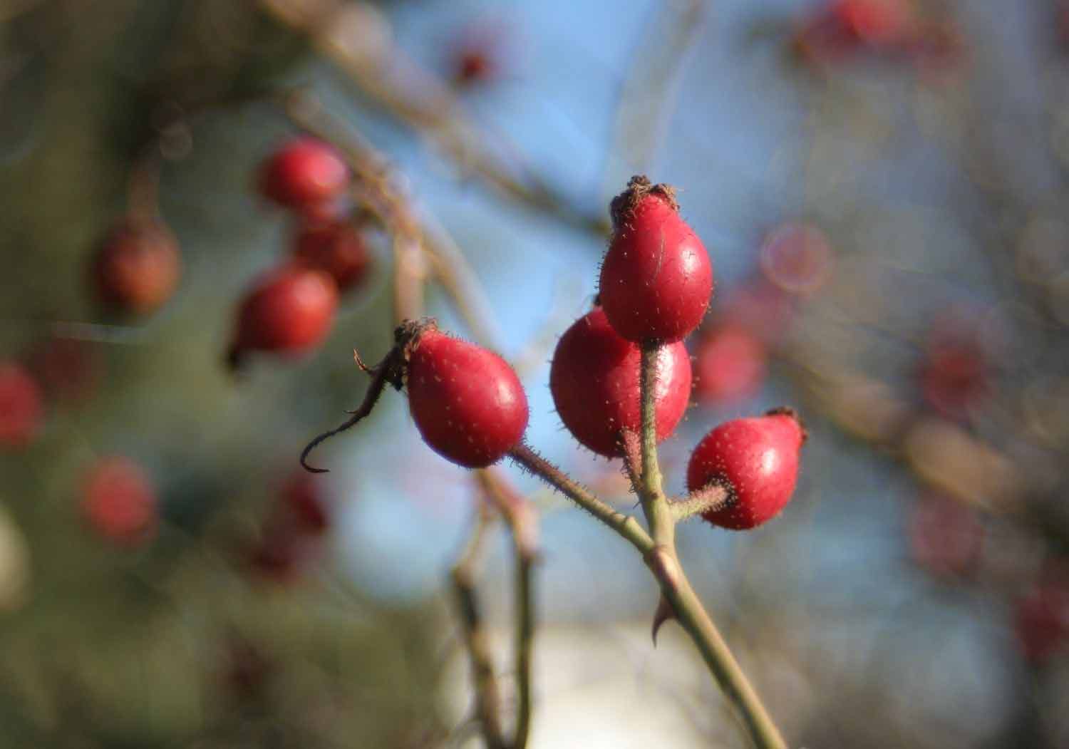 خواص میوه نسترن