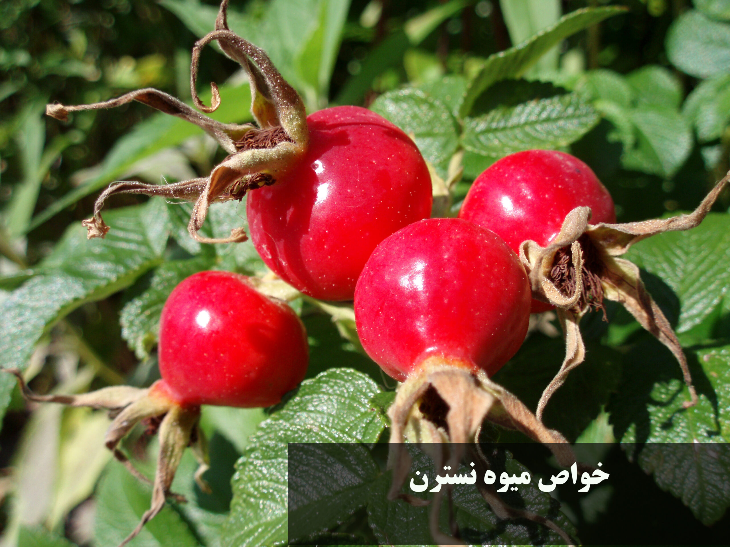 خواص میوه نسترن و طریقه مصرف + خواص میوه نسترن برای کلیه، قلب و کبد