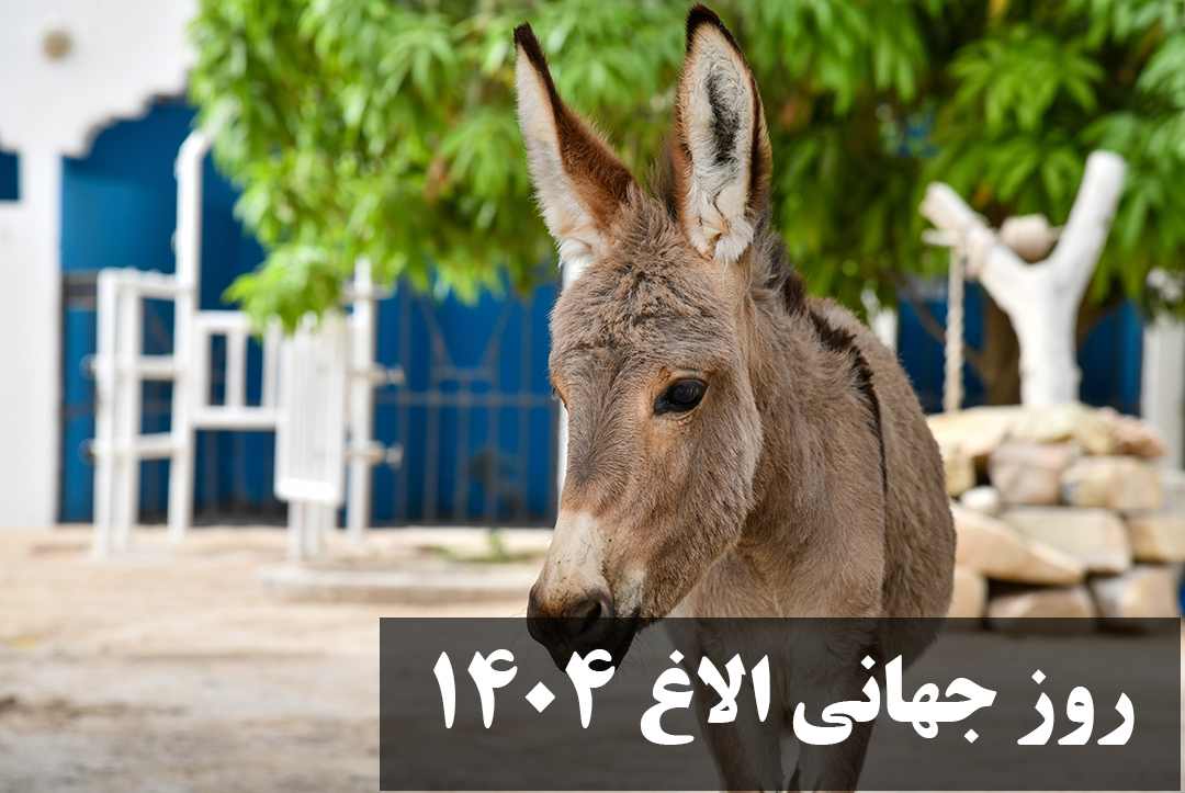 روز جهانی الاغ 1404