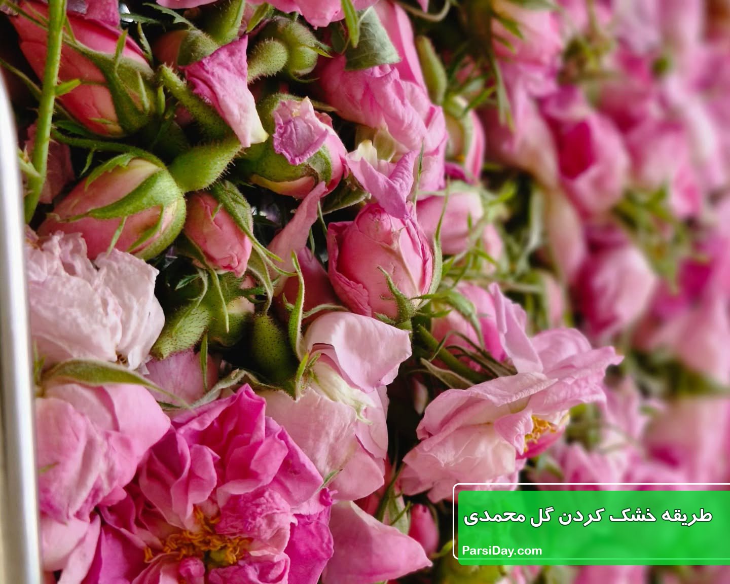 طریقه خشک کردن گل محمدی