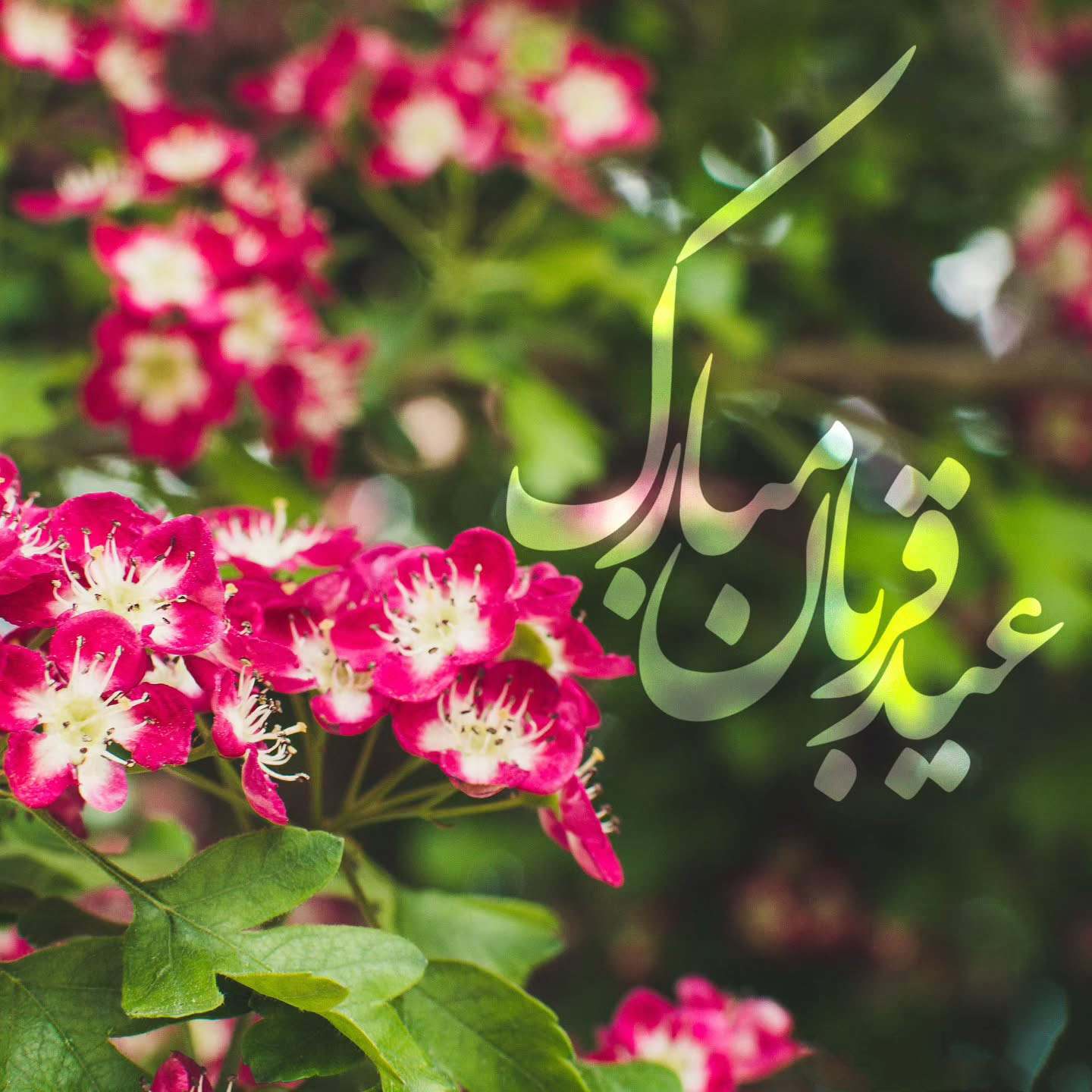 عکس تبریک عید قربان