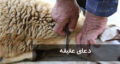 متن دعای عقیقه برای ذبح گوسفند نوزاد دختر و پسر+ صوتی و pdf