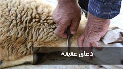 دعای عقیق