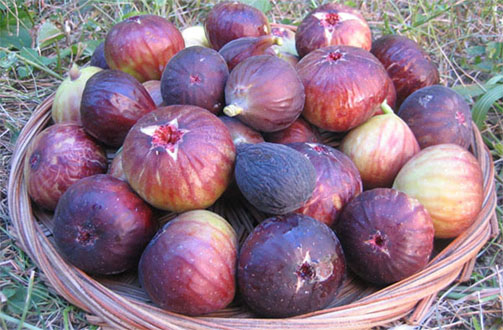 تعبیر خواب انجیر 