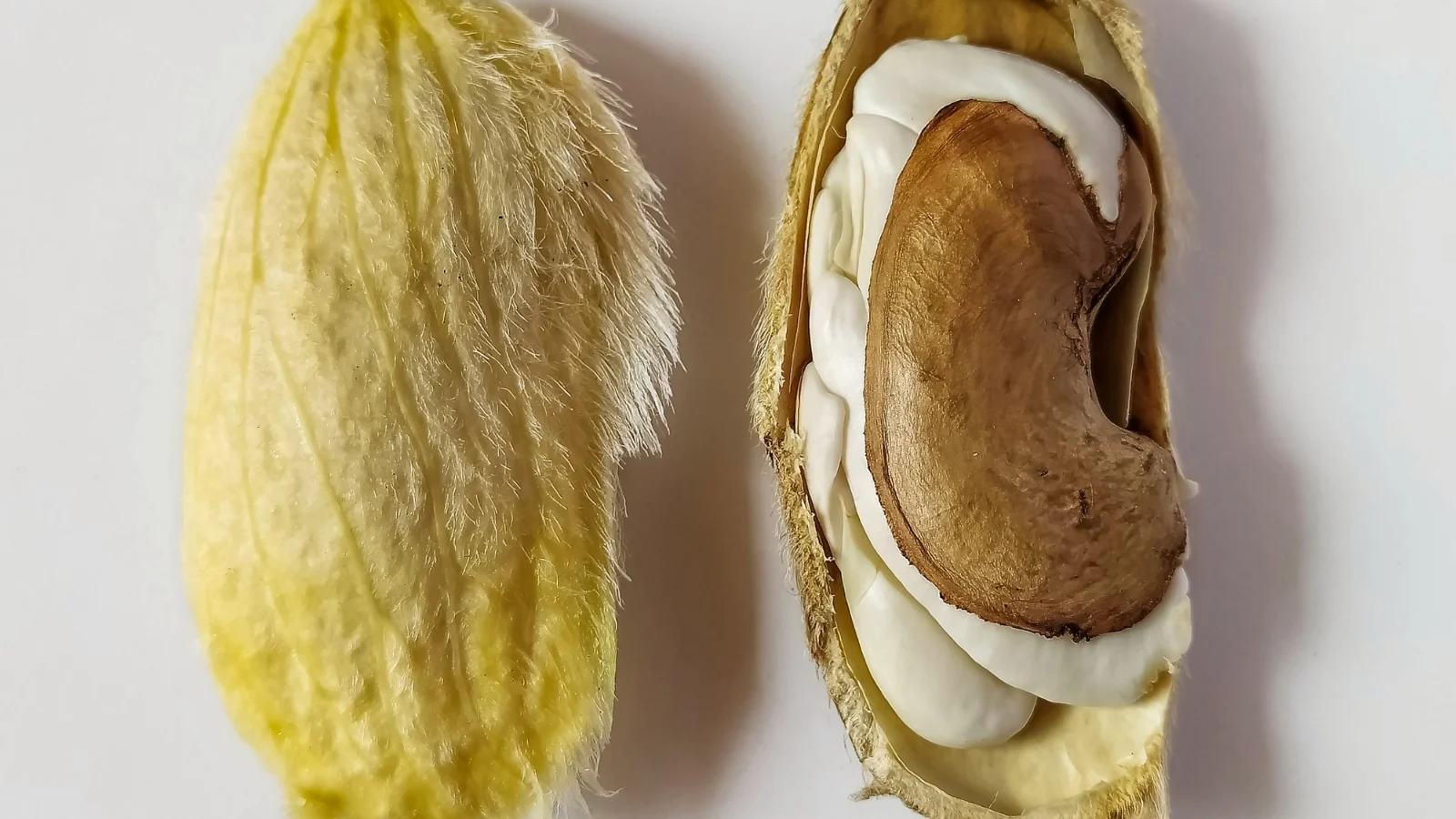 هسته انبه را چگونه بخوریم