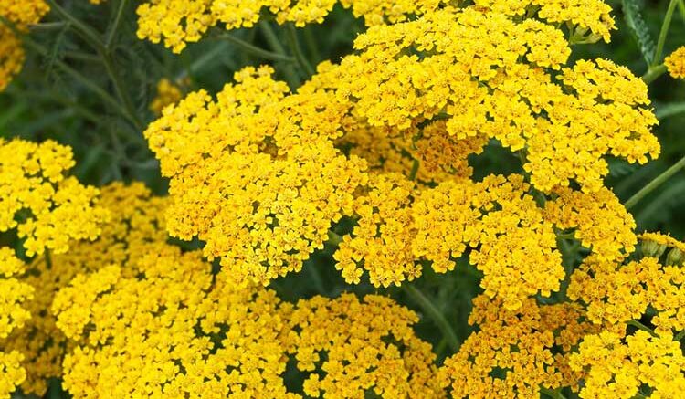 خواص بومادران برای کبد چرب بومادران به دلیل خاصیت آنتیاکسیدانی و ضدالتهابی، به بهبود کبد چرب غیرالکلی کمک میکند. این گیاه: با خنثی کردن رادیکالهای آزاد، از آسیب به کبد جلوگیری میکند. به دفع سموم و چربیهای اضافی کبد کمک میکند. عملکرد کبد را بهبود میبخشد و التهاب آن را کاهش میدهد. برای کبد چرب، توصیه میشود هر روز صبح ناشتا یک استکان عرق بومادران مصرف کنید. همچنین، دمنوش بومادران (۳ گرم در یک لیوان آب جوش) میتواند به پاکسازی کبد کمک کند. با این حال، بومادران درمان اصلی کبد چرب نیست و باید با رژیم غذایی سالم و مشورت پزشک همراه باشد.خواص بومادران برای کبد چرب