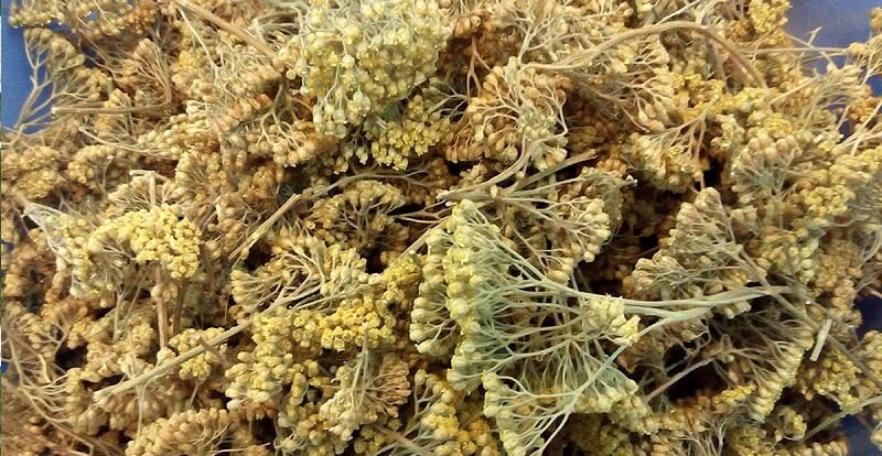 خواص نشستن در جوشانده بومادران