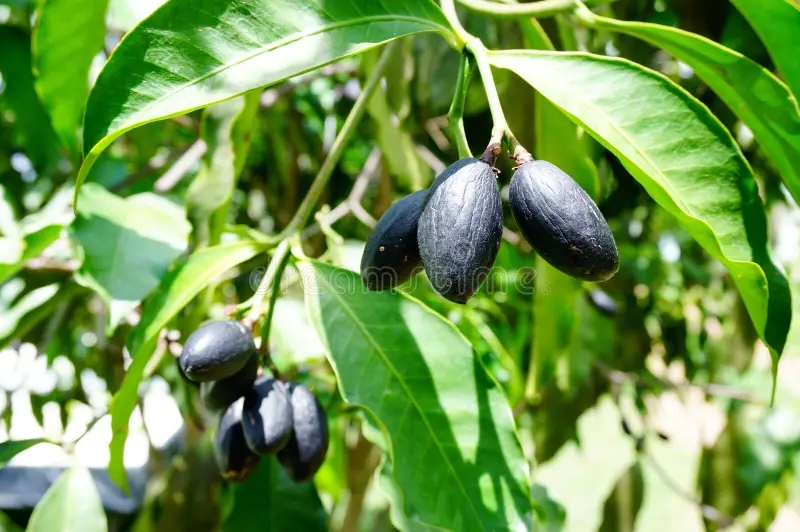 بهترین زمان مصرف هلیله سیاه برای سفیدی مو