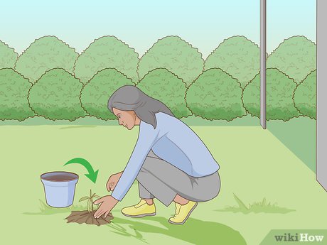 روش کاشت انبه در باغچه