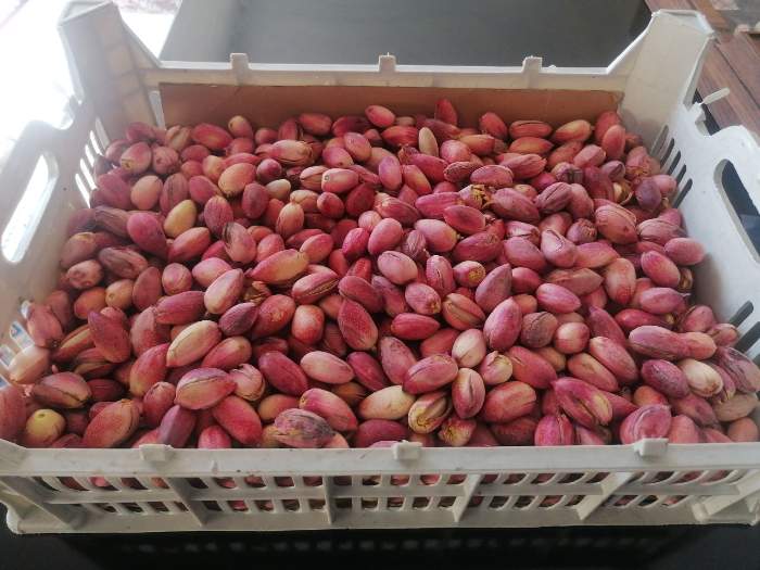 روش نگهداری پسته تازه