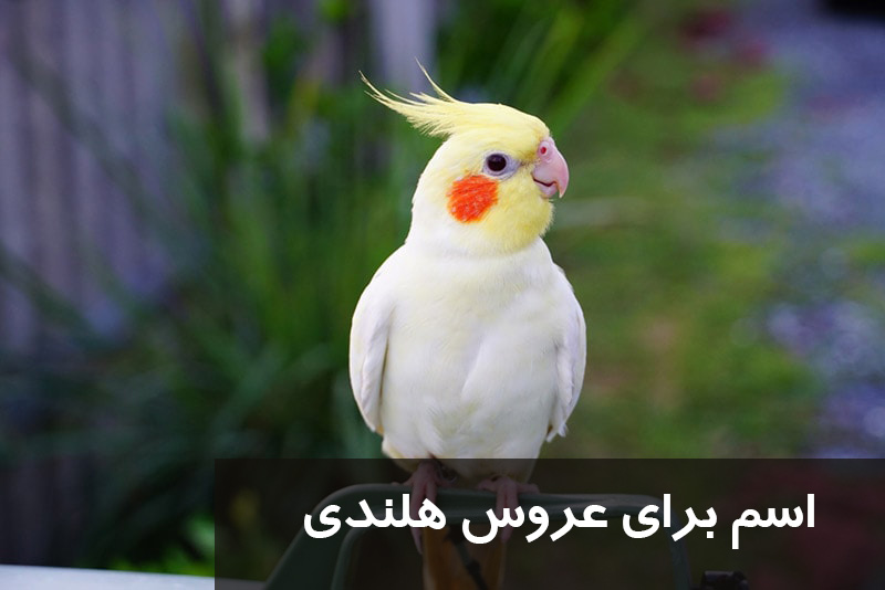 500 اسم برای عروس هلندی دختر و پسر |اسم های بانمک برای عروس هلندی نر و ماده ایرانی