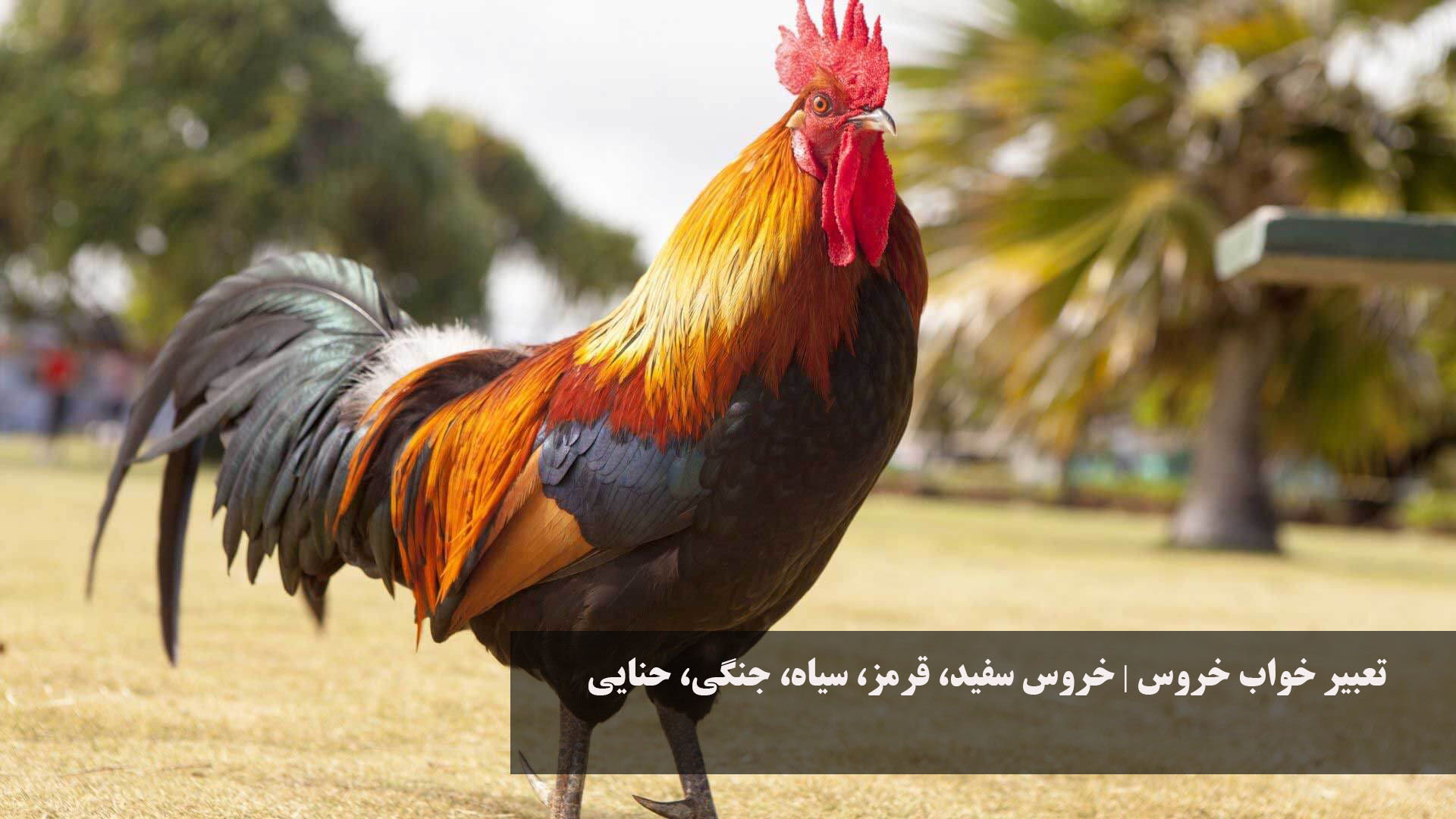 تعبیر خواب خروس 