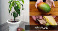 اموزش کاشت انبه با هسته در گلدان، خاک، باغجه در خانه + فیلم کاشت انبه در گلدان