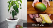 اموزش کاشت انبه با هسته در گلدان، خاک، باغجه در خانه + فیلم کاشت انبه در گلدان
