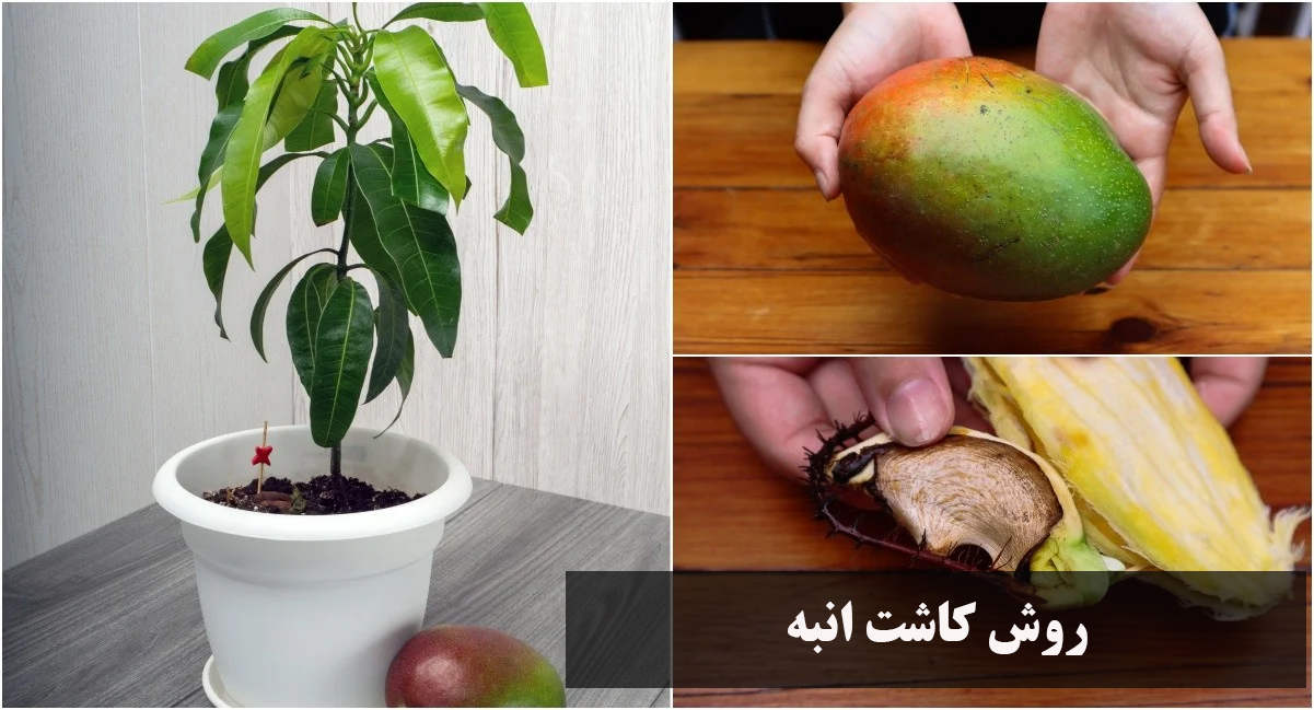اموزش کاشت انبه با هسته در گلدان، خاک، باغجه در خانه + فیلم کاشت انبه در گلدان