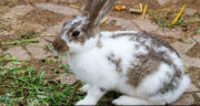 نگه داشتن خرگوش در خانه چه حکمی دارد؟ حکم نگه داشتن خرگوش از نظر خامنه ای + آیا خرگوش برکت خانه را میبرد