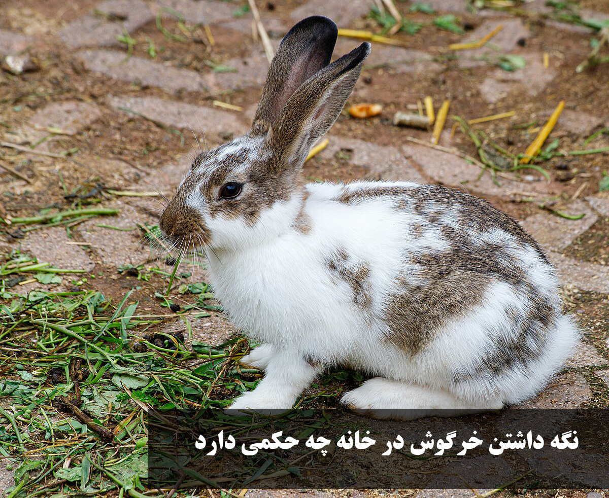 نگه داشتن خرگوش در خانه چه حکمی دارد؟ حکم نگه داشتن خرگوش از نظر خامنه ای + آیا خرگوش برکت خانه را میبرد