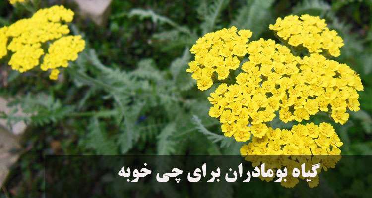 گیاه بومادران برای چی خوبه؟ خواص بومادران برای رحم، کبدچرب، کیست تخمدان و گوارش