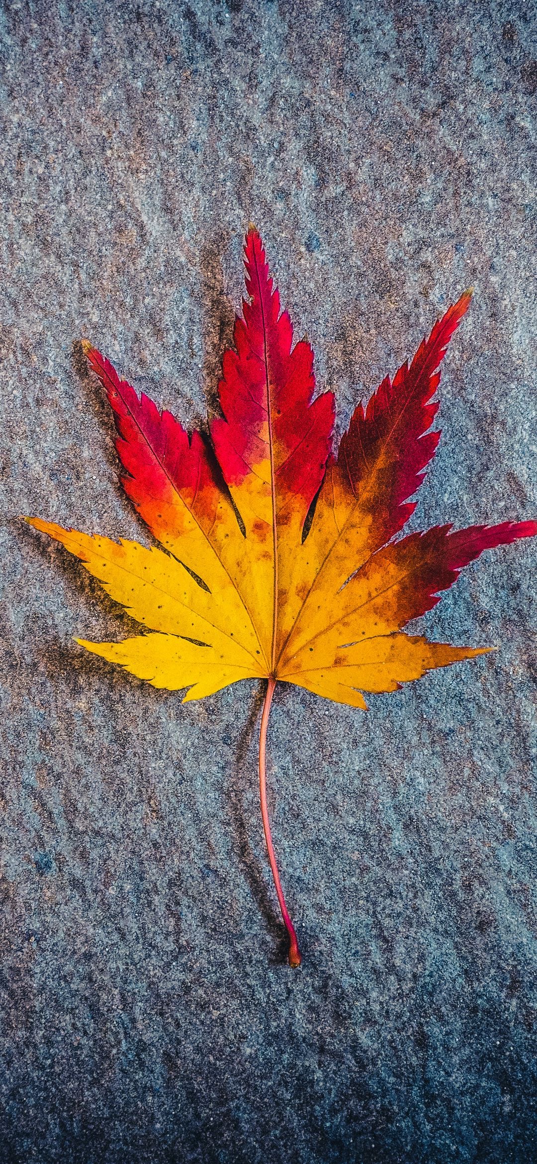 عکس پاییز بارانی