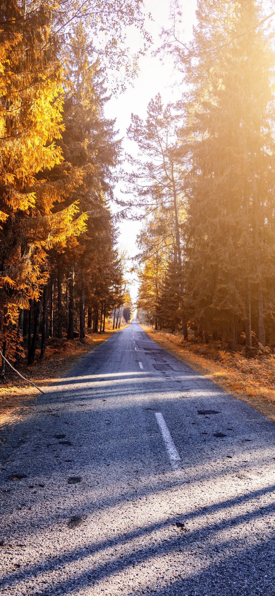 عکس پاییزی غمگین