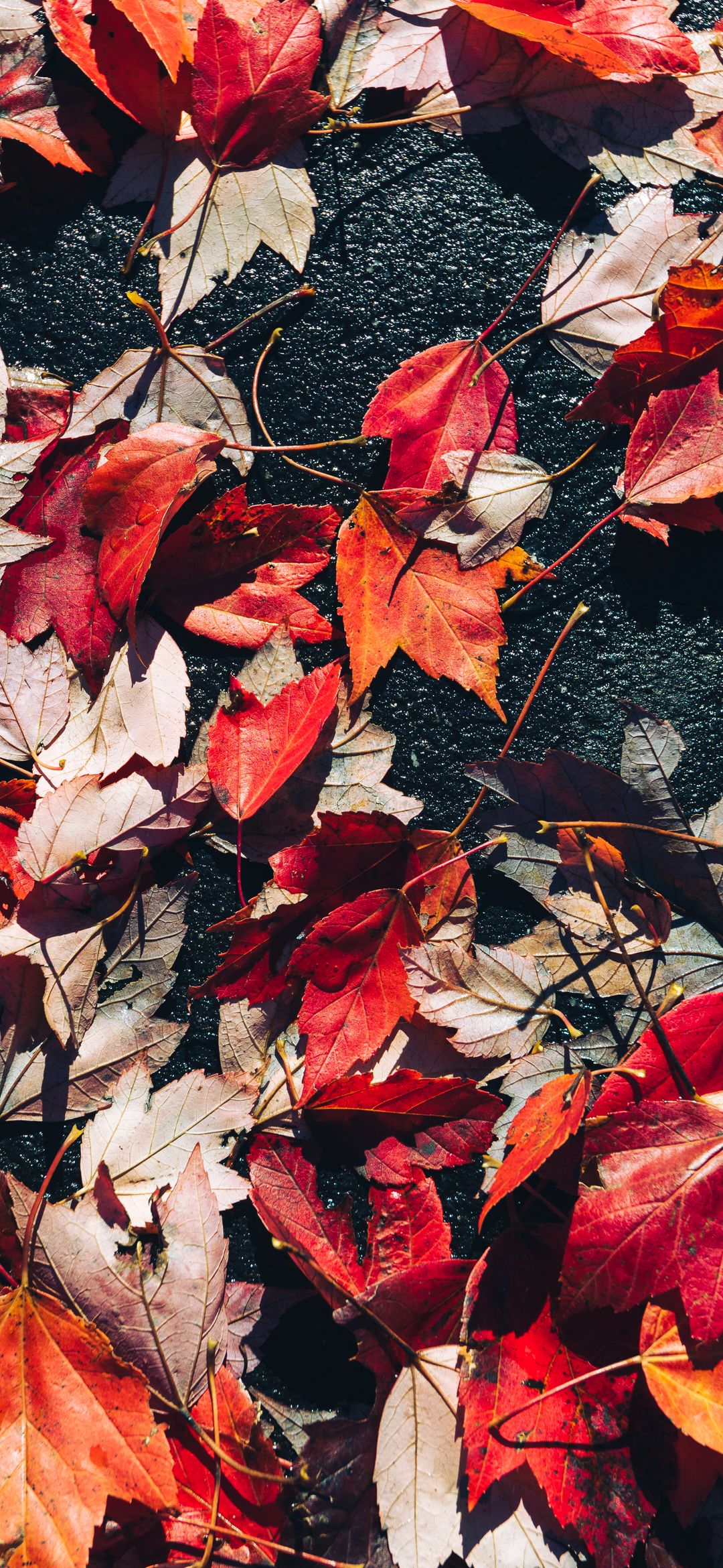 عکس پاییزی غمگین