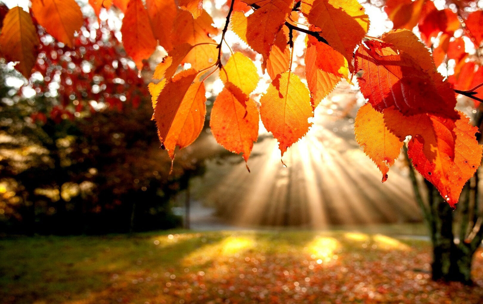 عکس پس زمینه پاییز 