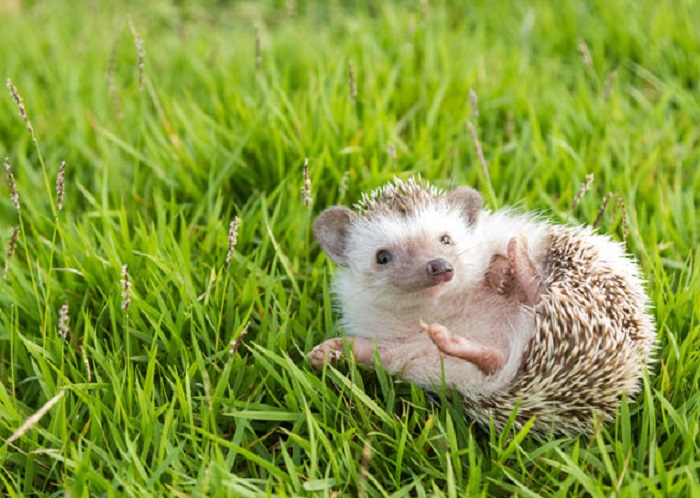 حکم گوشت جوجه تیغی مکارم شیرازی