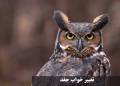 تعبیر خواب جغد | جغد سفید، قهوه ای، خاکستری و سیاه از نظر امام صادق و حضرت یوسف