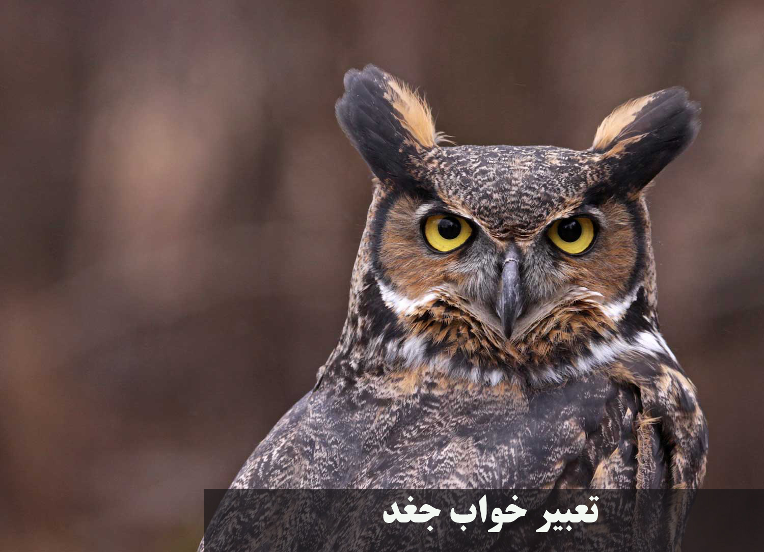 تعبیر خواب جغد