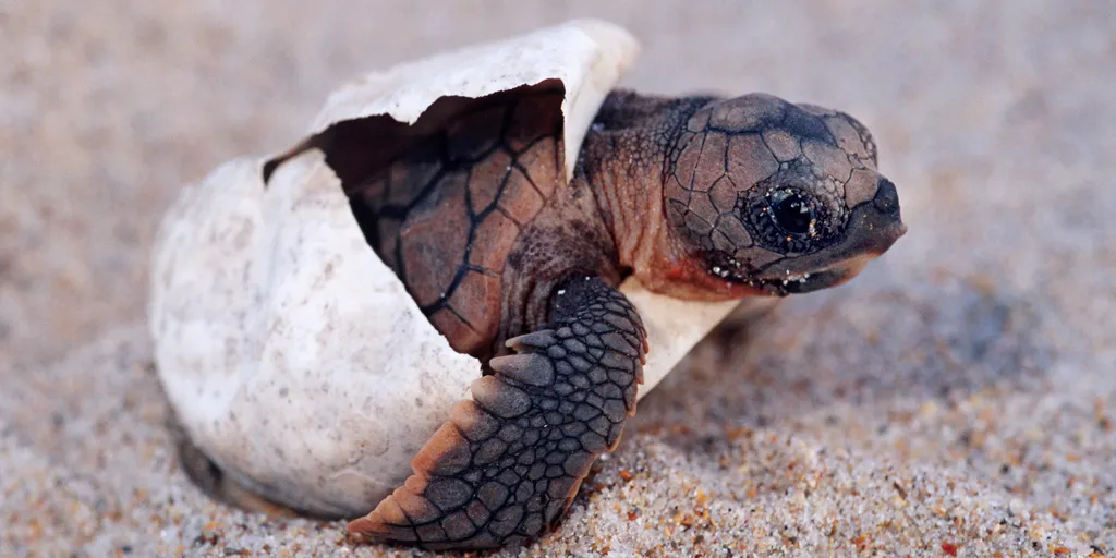 تعبیر خواب لاک پشت