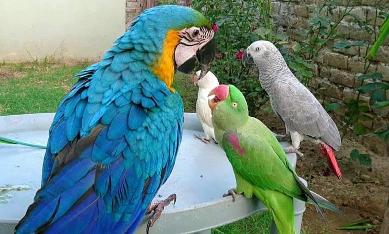 تعبیر خواب طوطی برای دختر مجرد