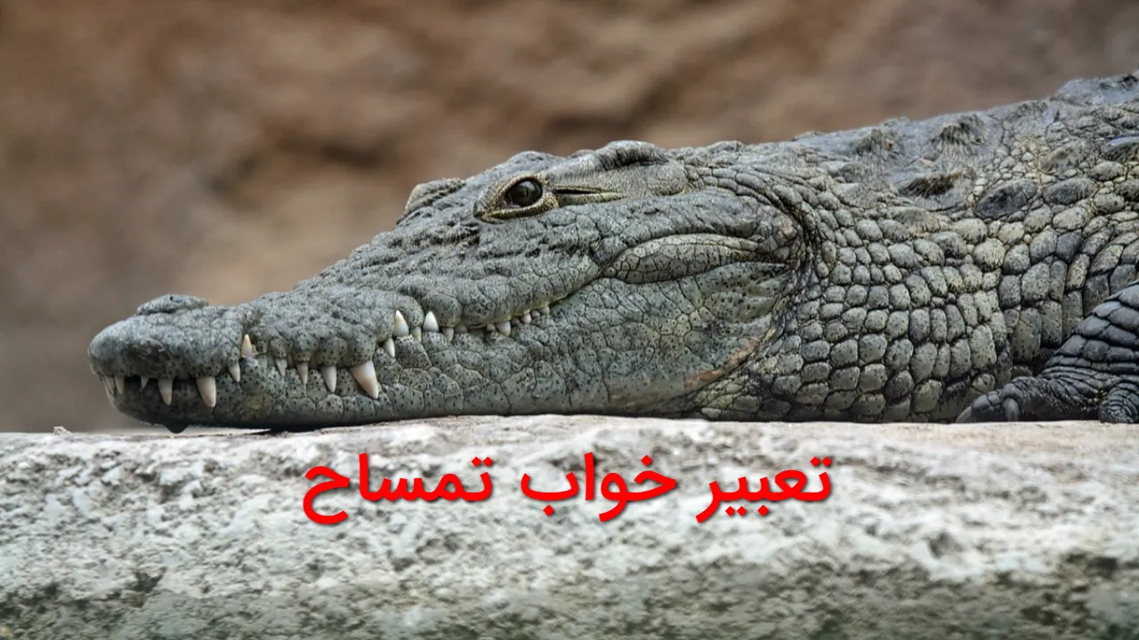 تعبیر خواب تمساح